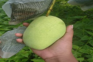 Carabao Mangos from Southern Philippeans from Philippines
